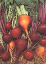 Growing and Saving Heirloom Seeds in the Garden Image